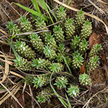 Euphorbia davyi